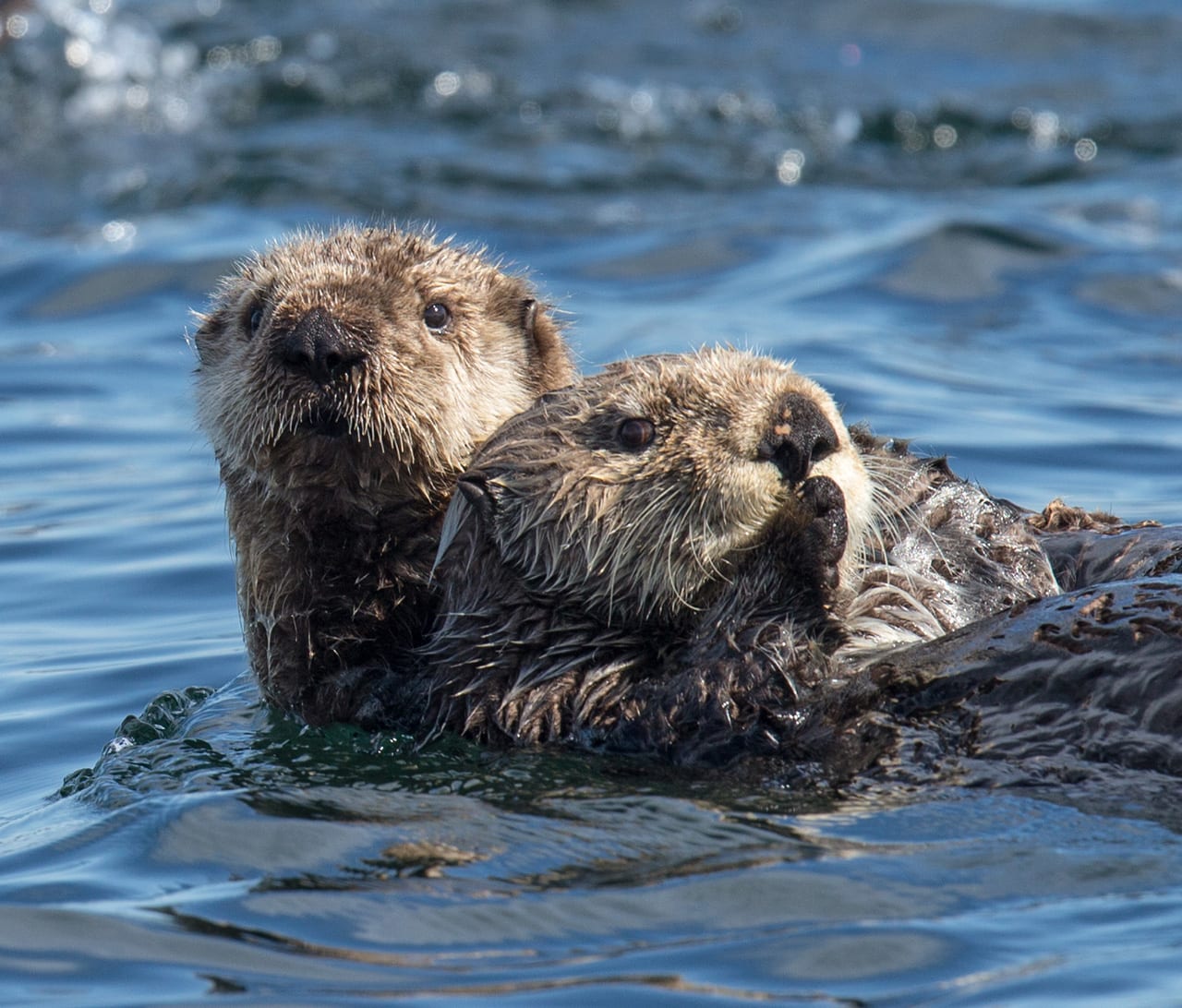 A pair of otters float along and practically pose for our camera. Two otters swimming together