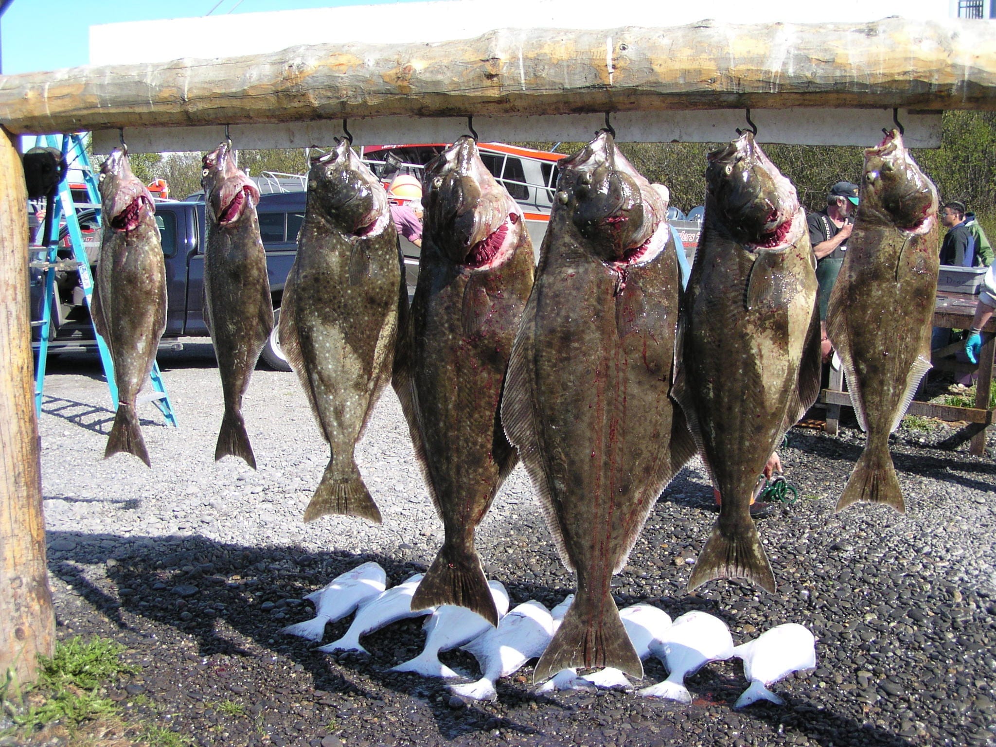 Giant halibut can grow to more than 8 feet long in our area! Click this image button to go to the "Salt Water Fishing" page