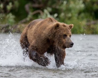bear viewing in alaska 1 bear viewing in alaska