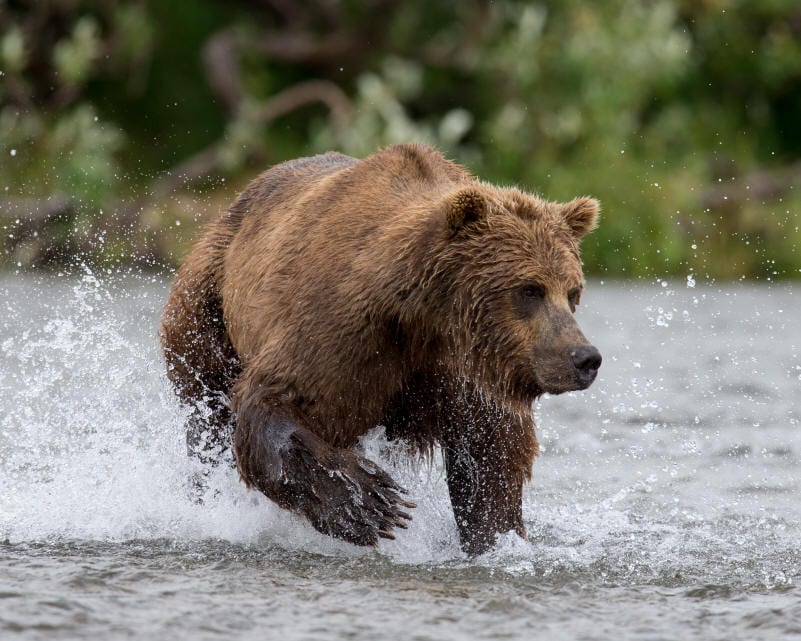 A large brown bear stomps through a river with claws showing.