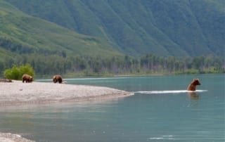 bear viewing in alaska