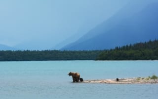 A mother bear teaches her cubs to swim