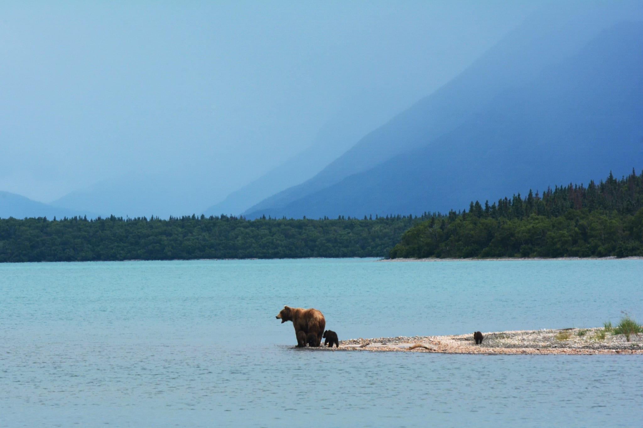 alaska-bear A mother bear teaches her cubs to swim