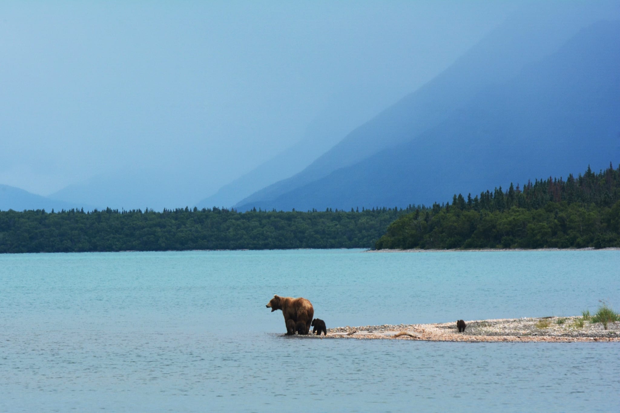 A mother bear teaches her cubs to swim