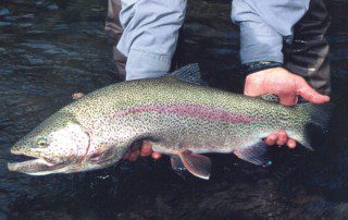 One on One American Creek Rainbow & Bob