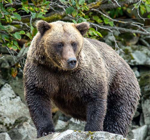 A large brown bear perches on a rock, soaked in water.