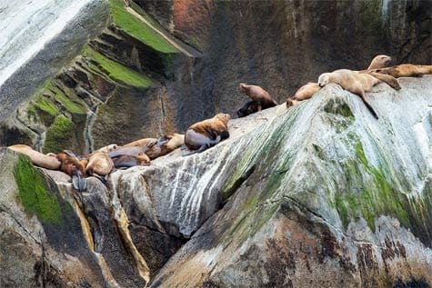 You may even see whole colonies of seals lounging on the rocks. Alaskan seals sunbathing on rock.
