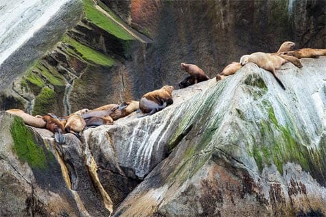 Alaskan seals sunbathing on rock.