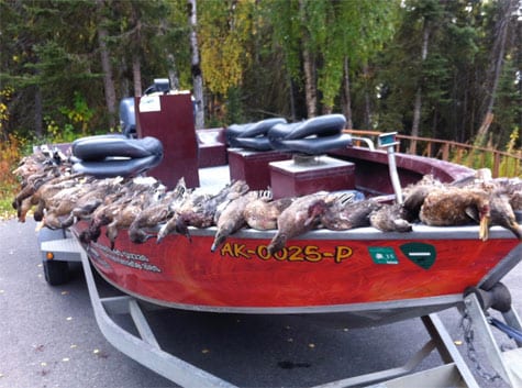 Boat on trailer lined with ducks from a successful hunting trip.