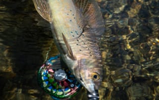 Alaskan_Grayling