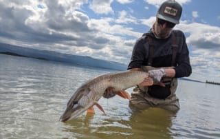 Alaskan_Northern_Pike