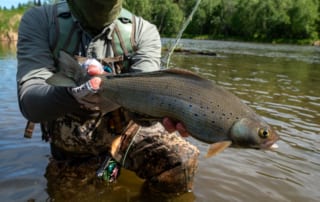 Grayling_in_Alaska