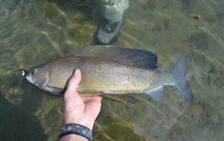 single-angler-posing-grayling-fish-wade-closeup-2021-2-1