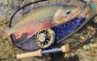 caught-net-dolly-varden-fish-wade-closeup-2021-11-15