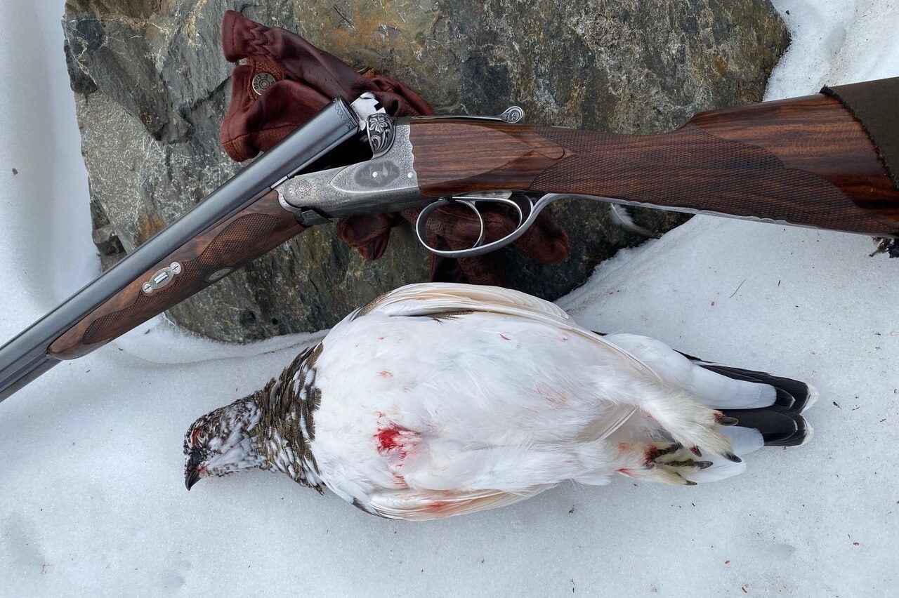 A captured ptarmigan lays in the snow in front of a gun resting on a rock.