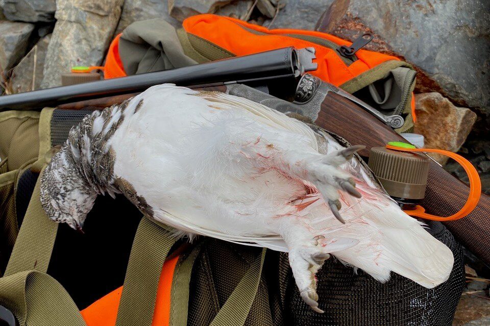 A captured ptarmigan lays on a backpack in front of a rock pile.