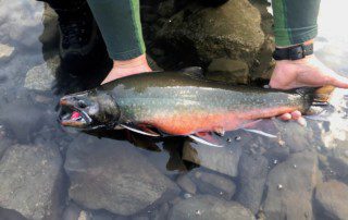 single-angler-posing-dolly-varden-fish-wade-closeup-2021-11-15