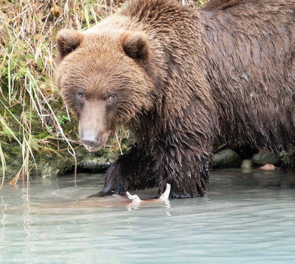 A brown bear looks up from its meal.