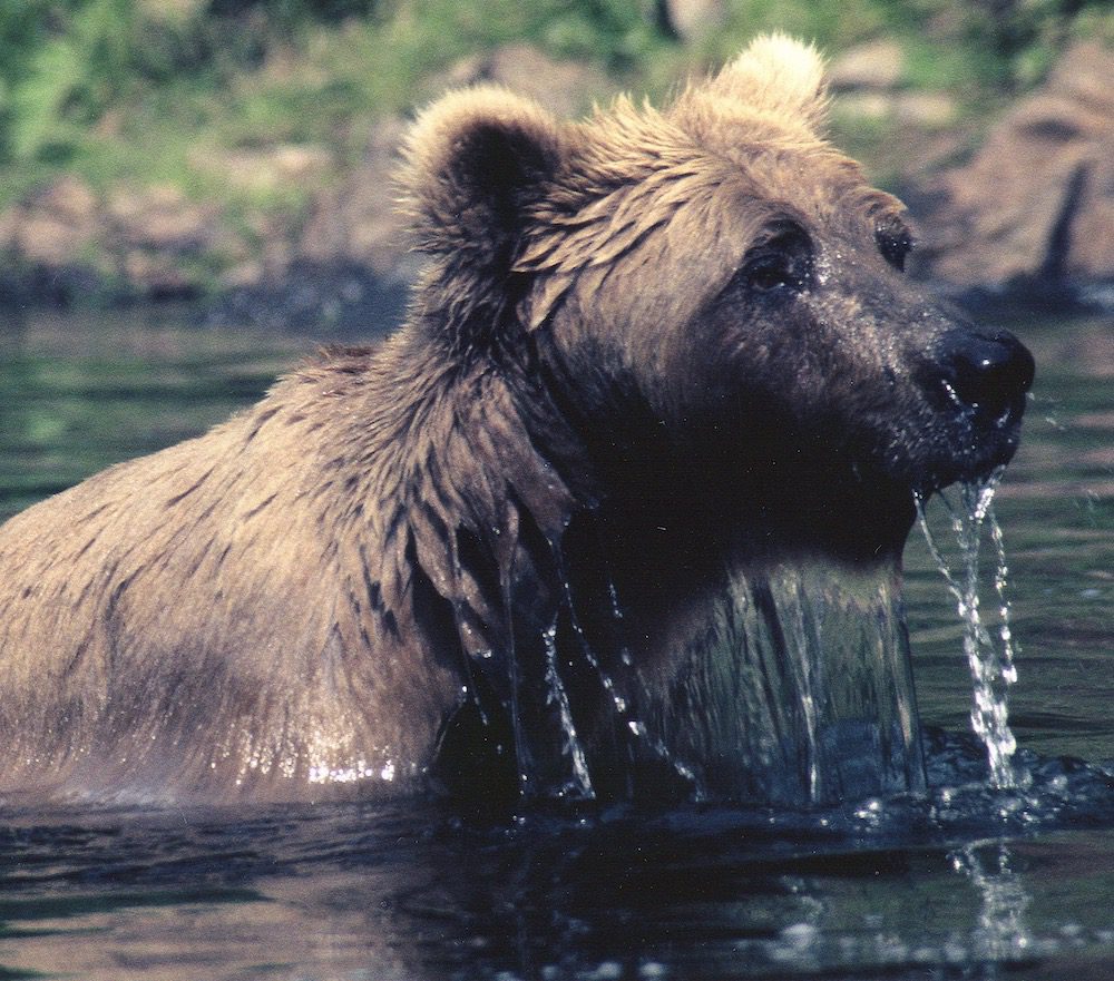 A brown bear lifts its head out of the water with its fluffy ears still dry.