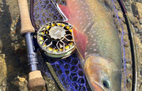 dupe-caught-net-dolly-varden-fish-wade-closeup-2022-3-17 Dolly varden caught in a fishing net.