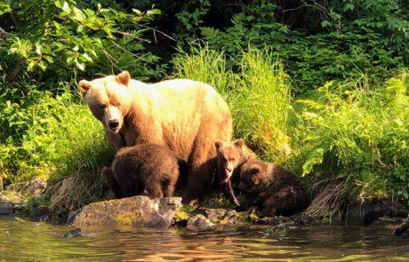 group-bear-cub-bank-2022-3-17 A family of bears hanging out beside the river.