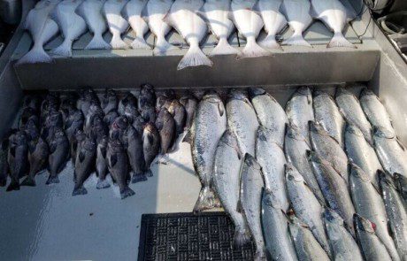 pile-silver-salmon-fish-boat-2022-3-17 A large catch of silver salmon piled in the back of a boat