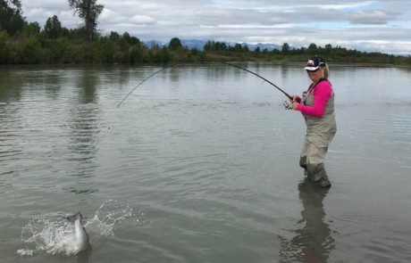 single-angler-casting-silver-salmon-fish-wade-2022-3-17 An angler wading in a stream reeling in a silver salmon