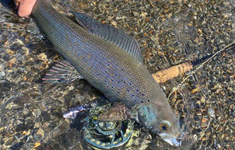 single-angler-posing-arctic-grayling-fish-wade-closeup-2022-3-17 Angler holding an arctic grayling in shallow water.
