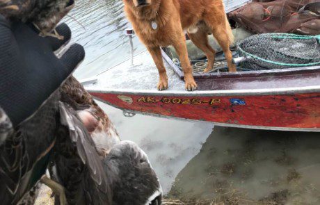 single-angler-posing-duck-bird-dog-2022-3-17 A hunter showing his ptarmigan grouse to his golden retriever on the shore side