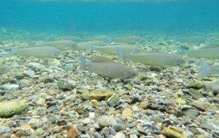 group-grayling-fish-swimming-river-bed-2022-5-17