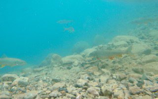 group-trout-swimming-underwater-2022-5-17