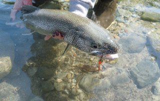 single-angler-holding-trout-wade-closeup-2022-5-17