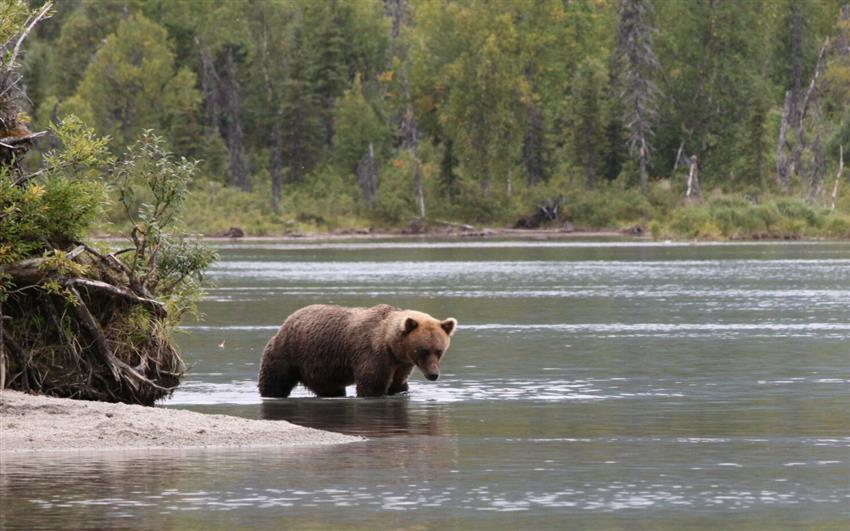 Brown Bear in stream image