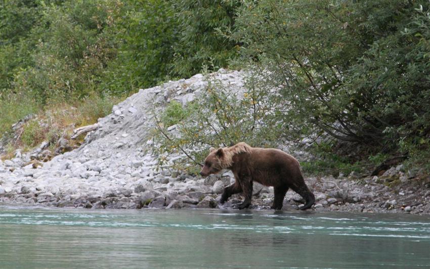 Brown Bear walking shorelone image