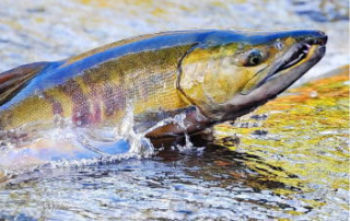 all_alaska-species-chum_salmon-image_2 Chum Salmon on water surface