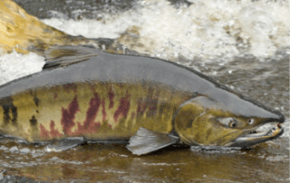 all_alaska-species-chum_salmon-image_3 Chum Salmon at waters edge