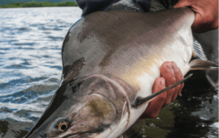 all_alaska-species-pink_salmon-image_2 Pink Salmon being released
