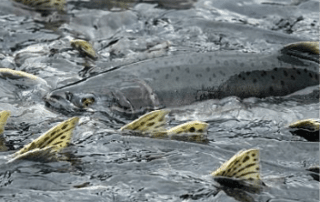 all_alaska-species-pink_salmon-image_3 Pink Salmon swimming up stream