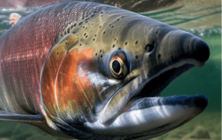 all_alaska-species-pink_salmon-image_4 Pink Salmon underwater